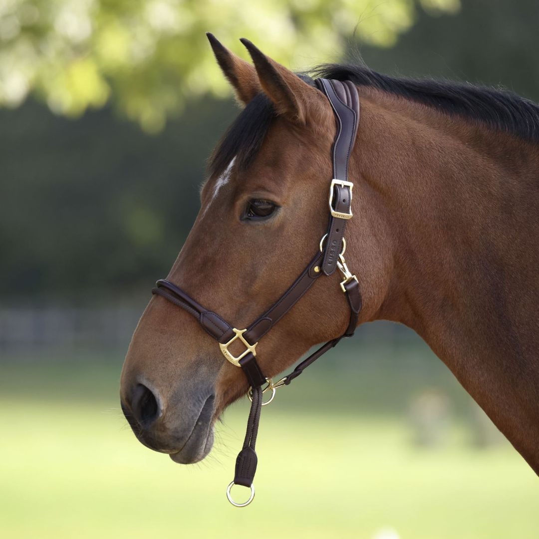 Shires Velociti Lusso Soria Halter
